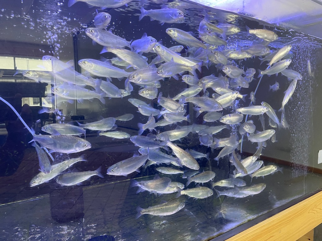 Aquaculture Fish