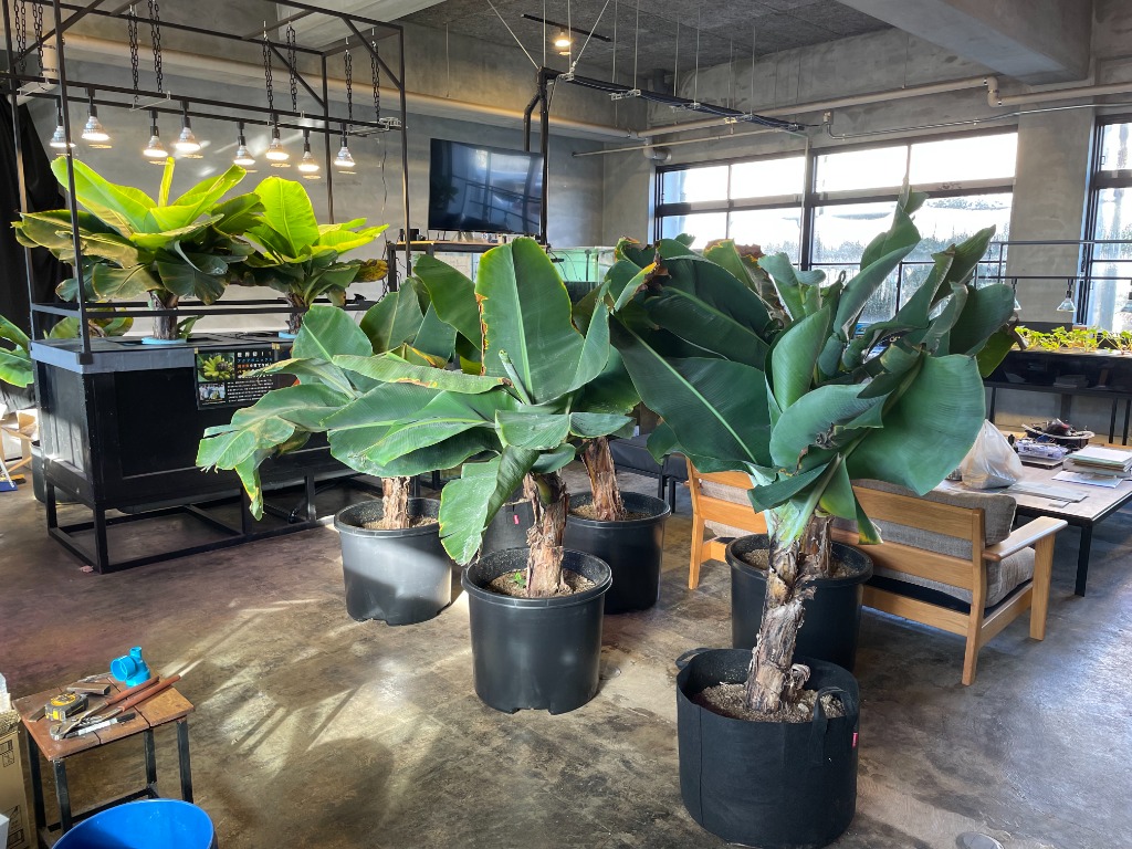 Hydroponics Plants