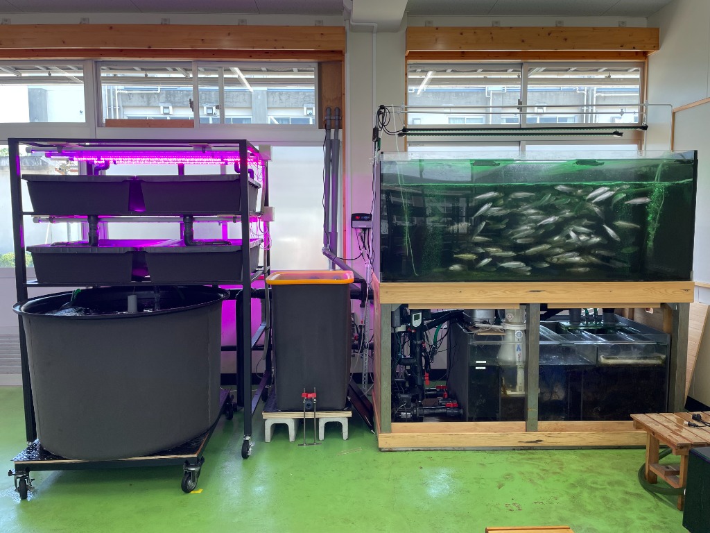 Aquaponics System